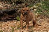 TOSA INU 435